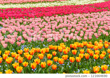 多彩的鬱金香場 121664690