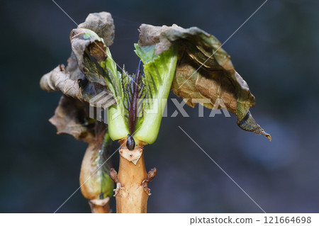 Hydrangea leaf marks and winter buds Hydrangea leaf marks and winter buds 121664698