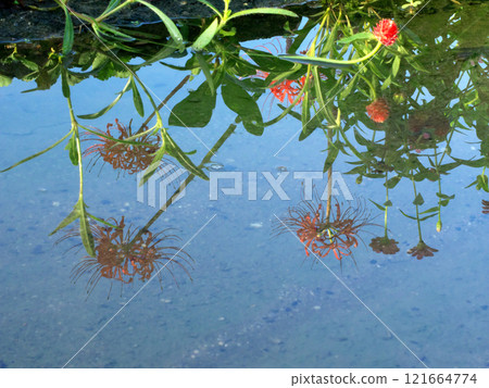 Blue sky and red spider lilies reflected in a puddle Blue sky and red spider lilies reflected in a puddle 121664774