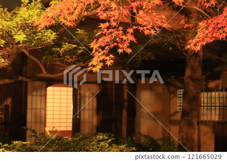 Autumn leaves lit up 121665029