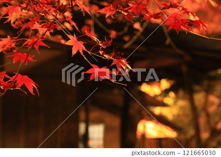 Autumn leaves lit up Autumn leaves lit up 121665030