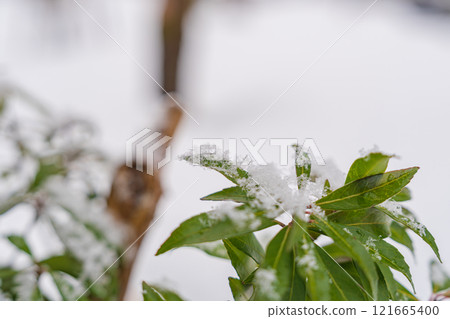 阿塞比戴著棉帽離開 阿塞比戴著棉帽離開 121665400