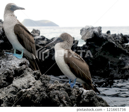 藍腳鰹鳥 藍腳鰹鳥 121665736