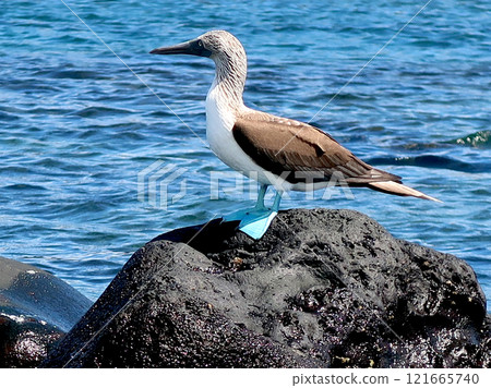 藍腳鰹鳥 藍腳鰹鳥 121665740