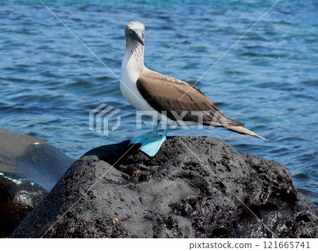 藍腳鰹鳥 藍腳鰹鳥 121665741