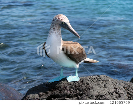 藍腳鰹鳥 藍腳鰹鳥 121665769