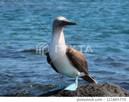 藍腳鰹鳥 藍腳鰹鳥 121665770