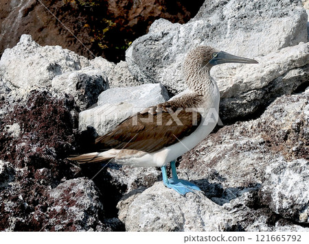 藍腳鰹鳥 藍腳鰹鳥 121665792