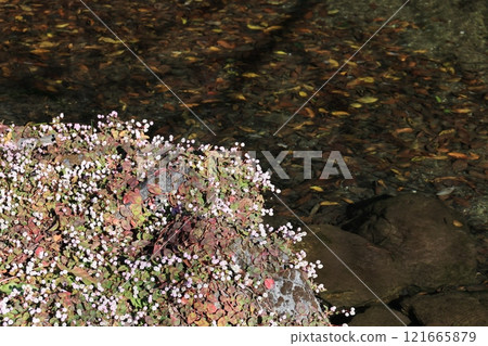 A cluster of Japanese knotweed blooming near the water 121665879