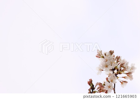 Copy space for cherry blossoms and buds (background material) Copy space for cherry blossoms and buds (background material) 121665903