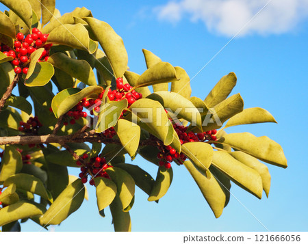 Kuroganemochi with red berries 121666056