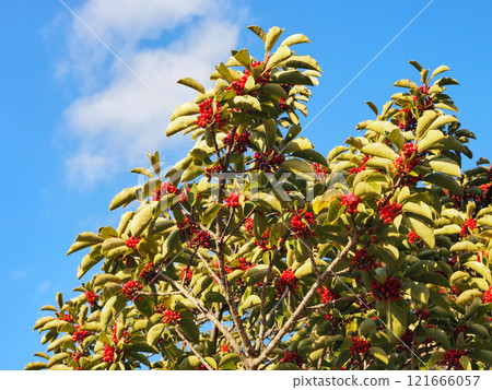 Kuroganemochi with red berries 121666057