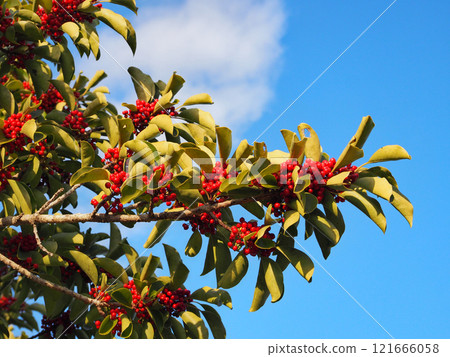 Kuroganemochi with red berries 121666058