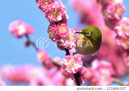 盛開的紅梅中的白眼（動態圖）（春天圖） 121666187