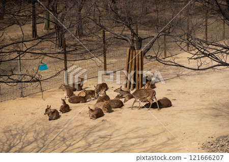 A group of Deer lying down in Seoul Forest, South Korea in Winter 121666207