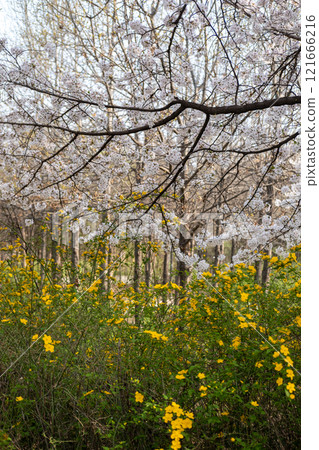 Pot Kot or Cherry Blossom in spring with Soft focus, in Seoul Forest, South Korea Pot Kot or Cherry Blossom in spring with Soft focus, in Seoul Forest, South Korea 121666216