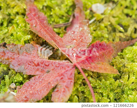 Autumn leaves wet with morning dew close-up 01 121666226