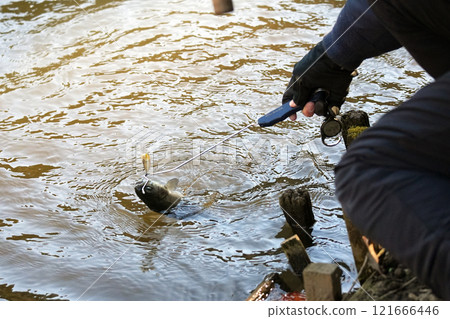 地區鱒魚 121666446