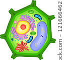 Structure of plant cell illustration. 121666462