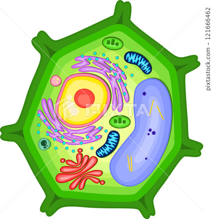 Structure of plant cell illustration. 121666462