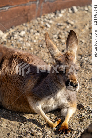 Red Kangaroo Photo Red Kangaroo Photo 121666642
