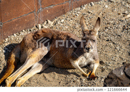 紅袋鼠照片 121666644