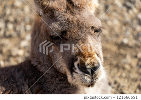 Red Kangaroo Photo 121666651
