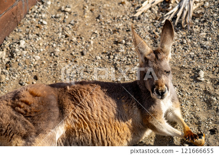 紅袋鼠照片 121666655