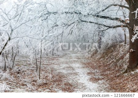 Winter landscape background. Frost on tree branches in winter forest, icy mist, forest path. Winter fog in Central Europe. 121666667