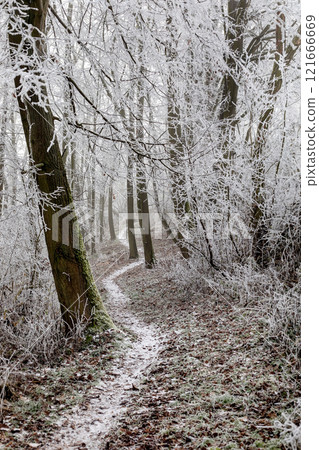 Winter landscape background. Frost on tree branches in winter forest, icy mist, forest path. Winter fog in Central Europe. 121666669