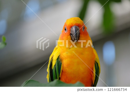 Sun Conure in Flight 121666734