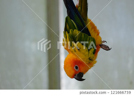 Sun Conure in Flight 121666739