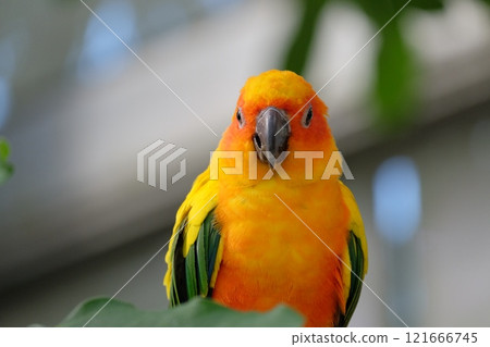 飛行的太陽鸚鵡 121666745