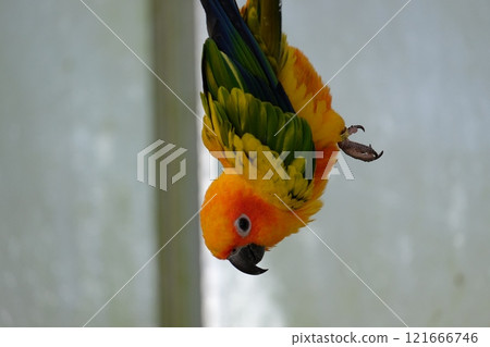 Sun Conure in Flight Sun Conure in Flight 121666746