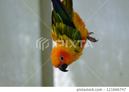 Sun Conure in Flight Sun Conure in Flight 121666747