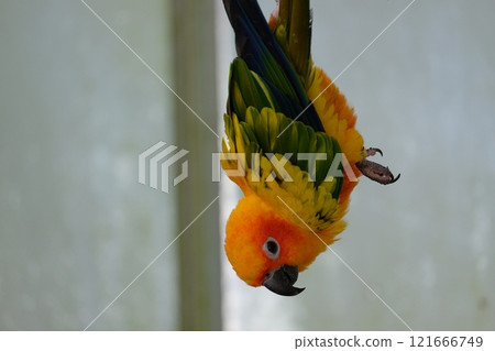 飛行的太陽鸚鵡 121666749