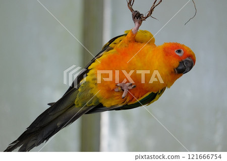 Sun Conure in Flight Sun Conure in Flight 121666754