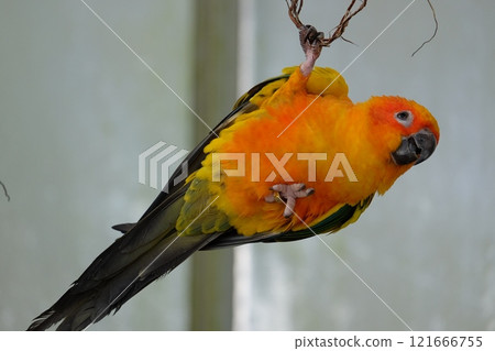 飛行的太陽鸚鵡 121666755