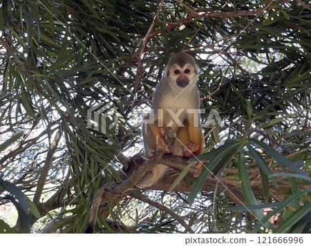 squirrel monkey perched on a tree squirrel monkey perched on a tree 121666996