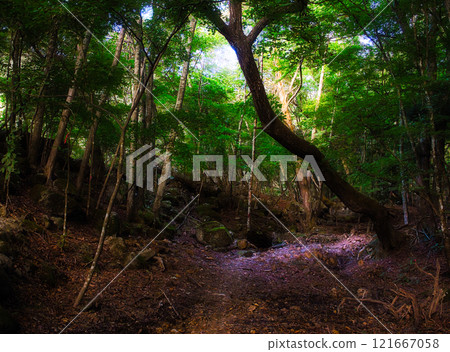 陽光透過寶王三山登山道的樹林 陽光透過寶王三山登山道的樹林 121667058