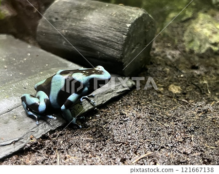 Dendrobates tinctorius lying sideways Dendrobates tinctorius lying sideways 121667138