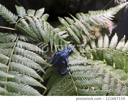 Cobalt poison dart frog resting on a fern leaf 121667139