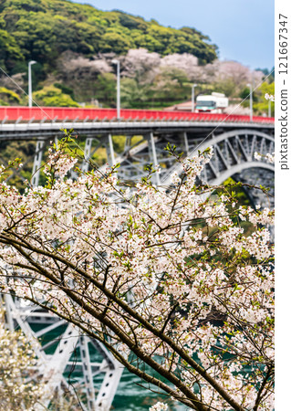 西海大橋的櫻花【長崎縣西海市佐世保市】 121667347