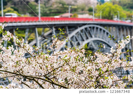 Cherry blossoms at Saikai Bridge [Sasebo City, Saikai City, Nagasaki Prefecture] 121667348