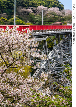 Cherry blossoms at Saikai Bridge [Sasebo City, Saikai City, Nagasaki Prefecture] 121667351