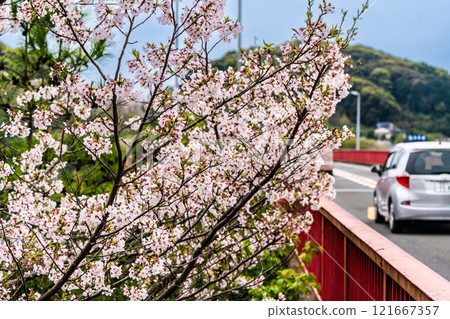 Cherry blossoms at Saikai Bridge [Sasebo City, Saikai City, Nagasaki Prefecture] 121667357