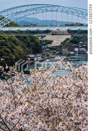 西海大橋的櫻花【長崎縣西海市佐世保市】 121667359