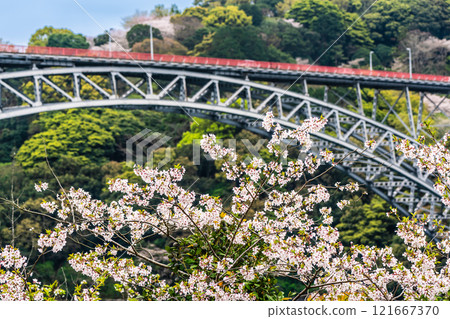 西海大橋的櫻花【長崎縣西海市佐世保市】 西海大橋的櫻花【長崎縣西海市佐世保市】 121667370