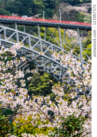 西海大橋的櫻花【長崎縣西海市佐世保市】 121667372