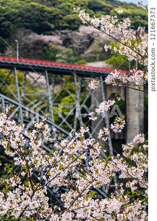 西海大橋的櫻花【長崎縣西海市佐世保市】 西海大橋的櫻花【長崎縣西海市佐世保市】 121667373